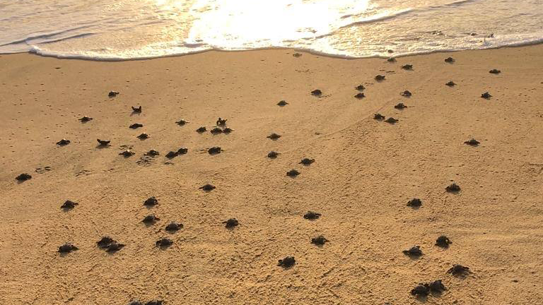 Baby sea turtles crawling towards the ocean