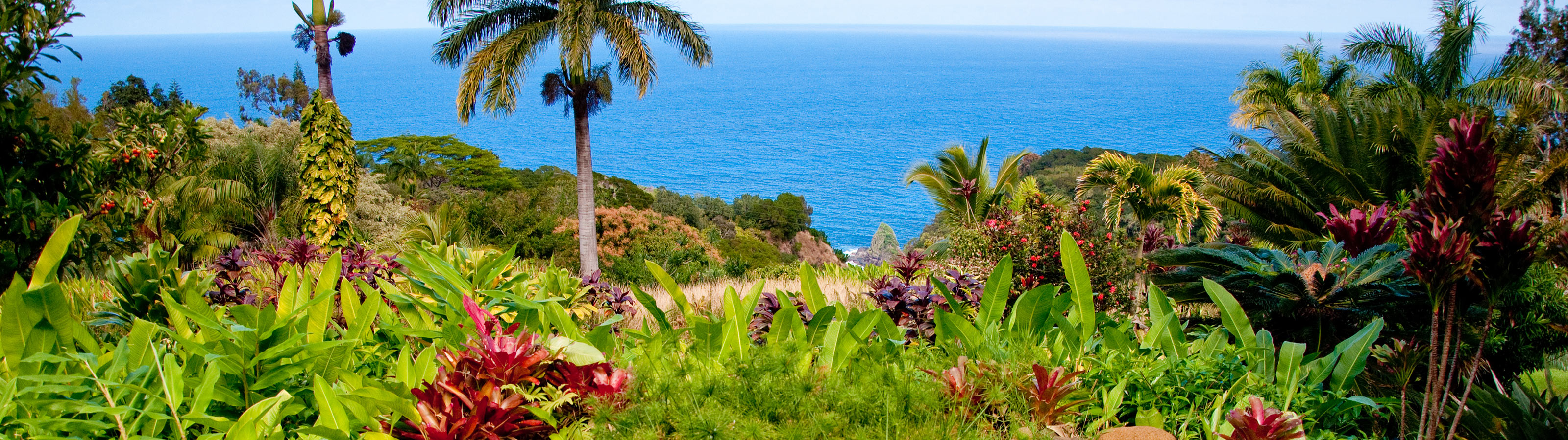 Lush Hawaiian foliage overlooking the ocean