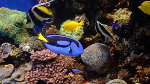 Brightly colored fish at Monterrey Bay Aquarium