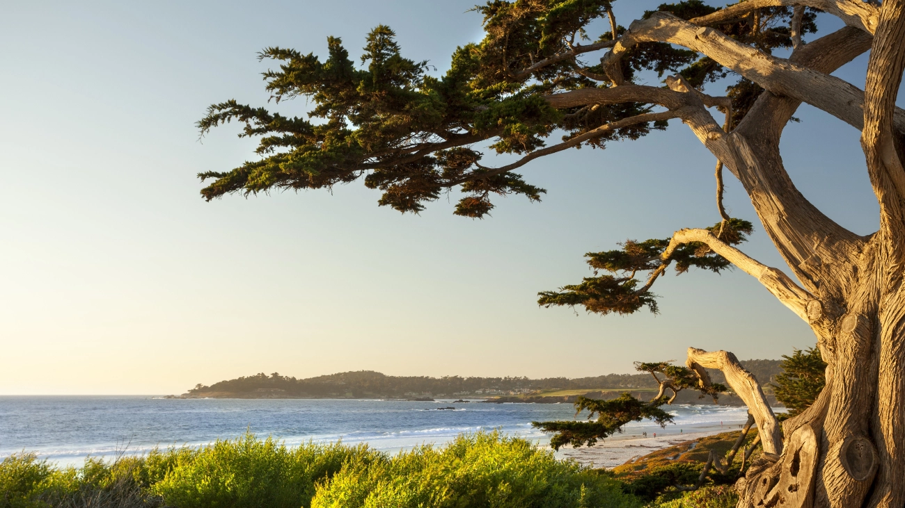 A Cypress tree at Carmel-by-the-Sea with a view of the ocean
