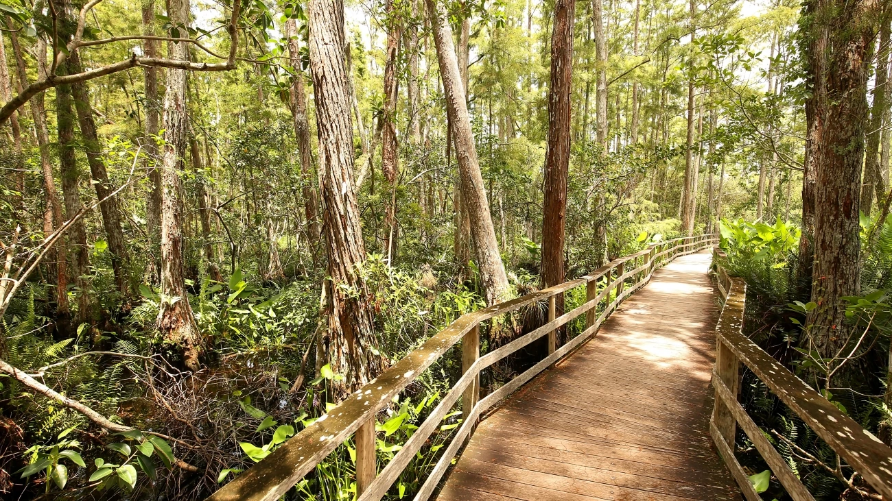 Tree-lined wooded boardwalk