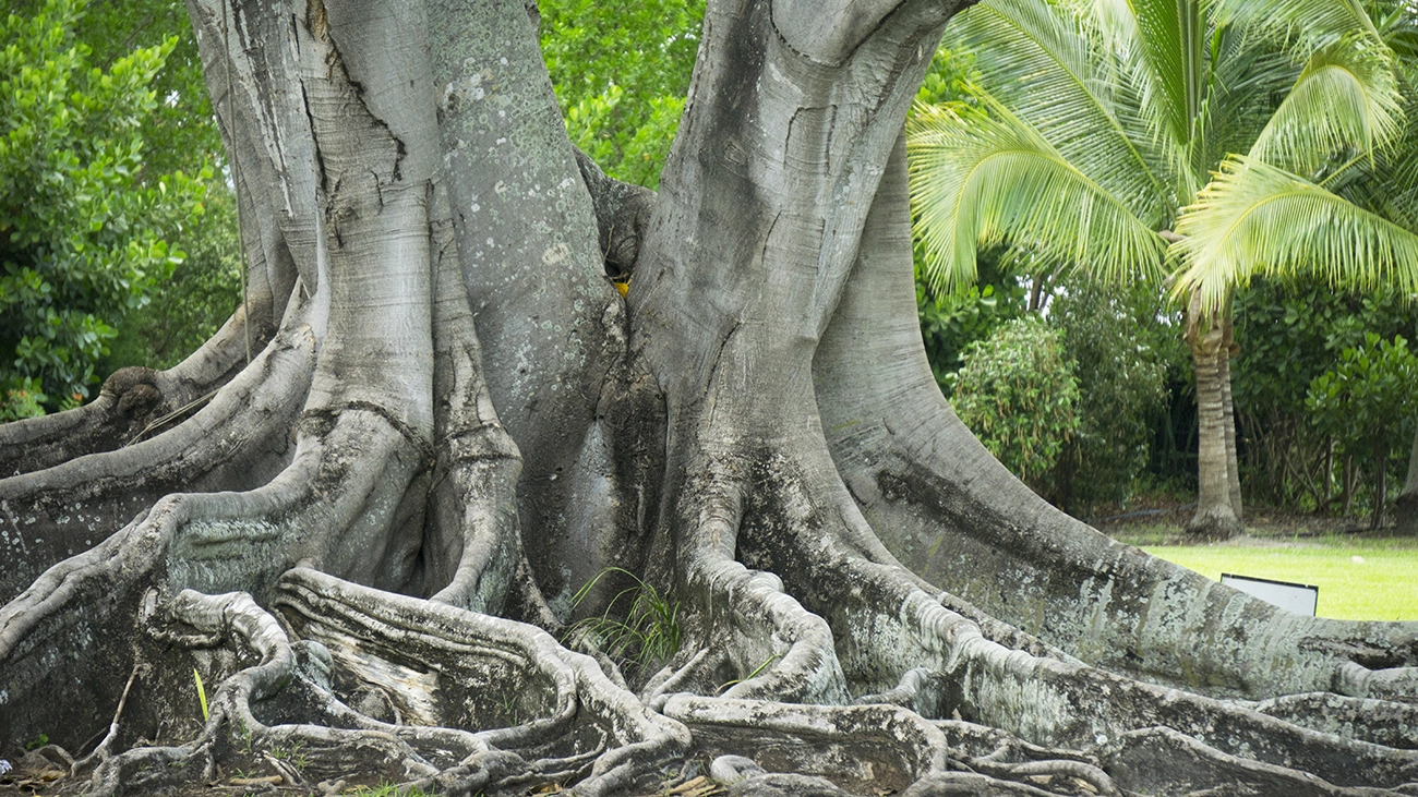 A large tree at the Edison Ford estate in Fort Myers, Florida