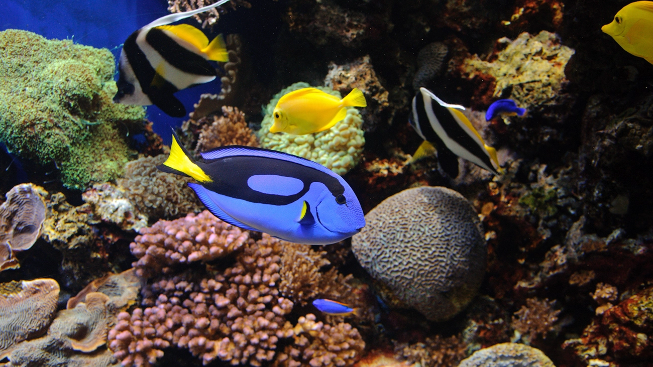 Colorful fish swim among a coral reef