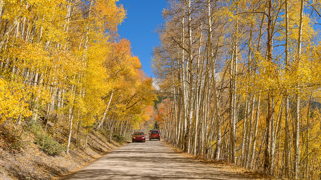 Cars driving along vibrantly colored tree-lined road