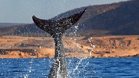 A whale making a splash with its tail fin in the water